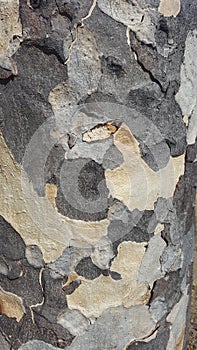 Cortex texture Caesalpinia granadillo photo
